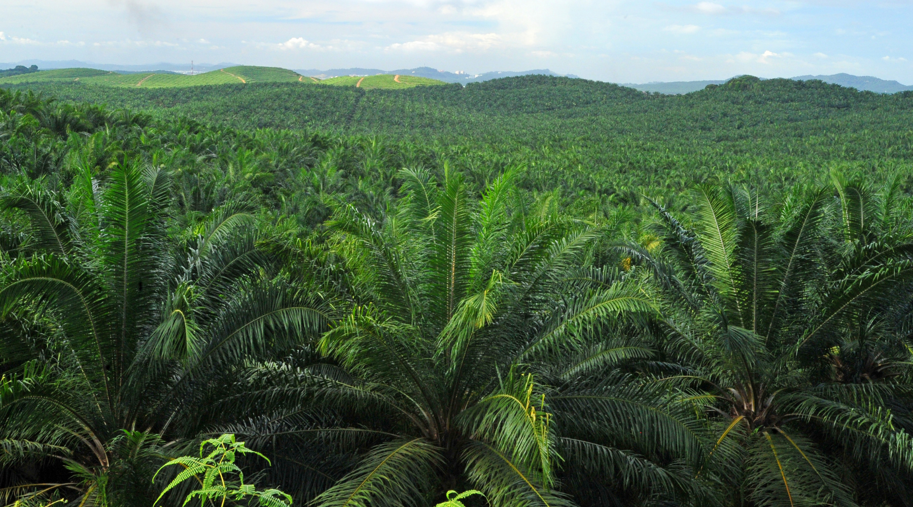 Is RSPO Palm Oil Really a Sustainable Choice in Cosmetics?